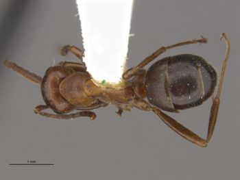 Media type: image;   Entomology 28995 Aspect: dorsal
